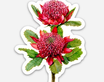 FLOWER STICKER - Australian Red Waratah - Waterproof Vinyl