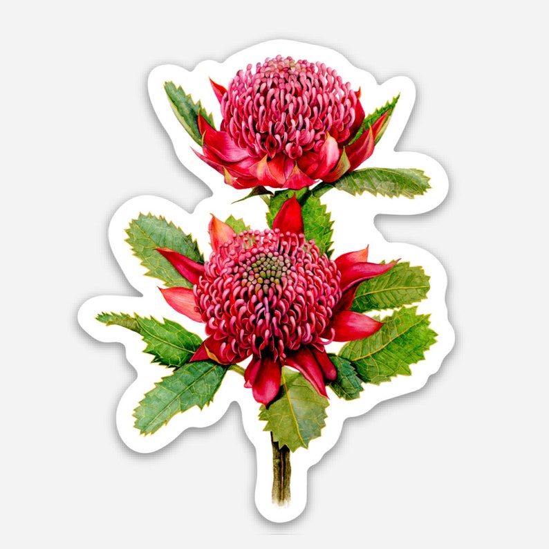 FLOWER STICKER Australian Red Waratah Waterproof Vinyl image 1