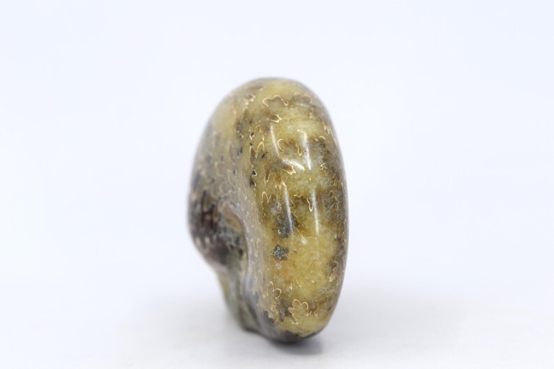 Fossilized Ammonite Alien Skull - Etsy Australia