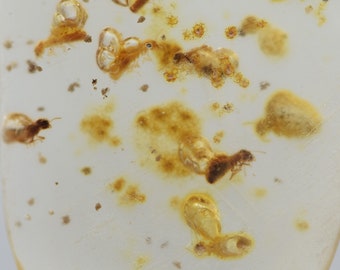 Colombian Amber with Insects Rough Polish