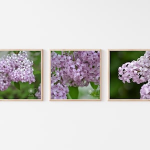 Lilac Trio, Set of 3 Purple and Green Floral Prints