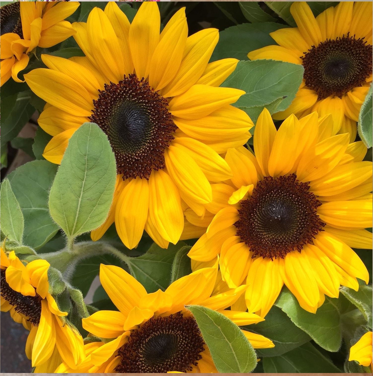 Funeral Favor Sunflower Your Wings Were Ready Kraft Envelope | Etsy