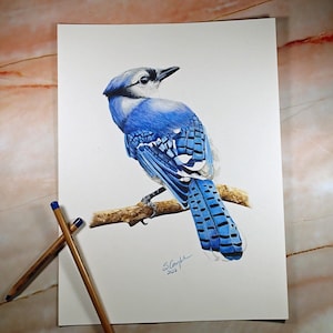 Bluejay Coloured Pencil Art Drawing, 9x12&quot;, Nature Illustration