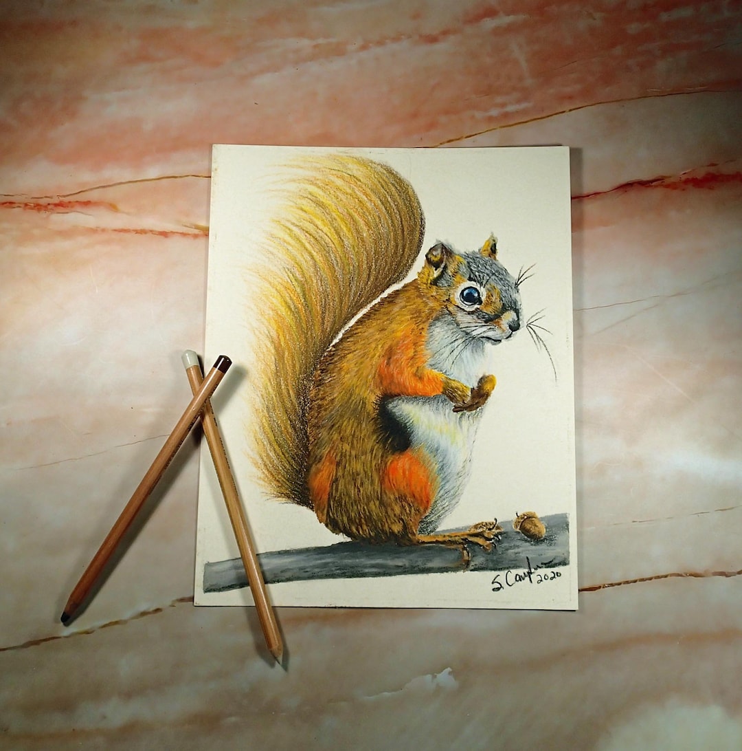 Squirrel Coloured Pencil Art Drawing 8x10 Nature - Etsy