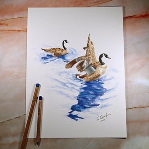 Canada Geese Coloured Pencil Art Drawing, 9x12&quot;, Nature Illustration