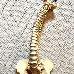 May include: A detailed model of a human spine, including the vertebrae, ribs, and pelvis. The spine is a beige color, and the model is positioned on a textured, light-colored surface. The model is a medical or educational tool.