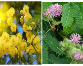 yellow flower gelbblühende Akazie 10 seeds 10 Samen Acacia Crassiaca