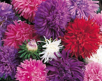 Moon Aster Samen Pompon Aster Mischung 50 Samen