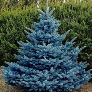 PICEA PUNGENS 25 seeds Colorado Blue Spruce image 1