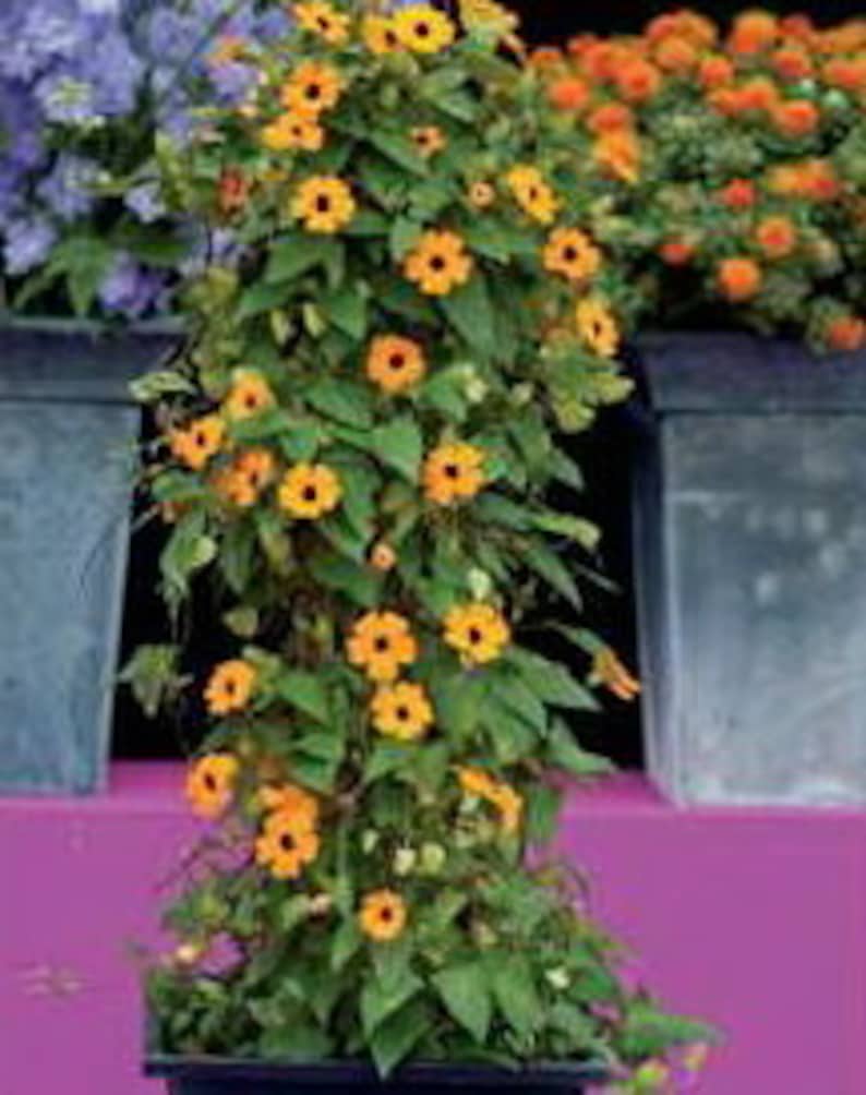 THUNBERGIA ALATA MIX Black Eyed Susan Vine 40 Seeds Etsy
