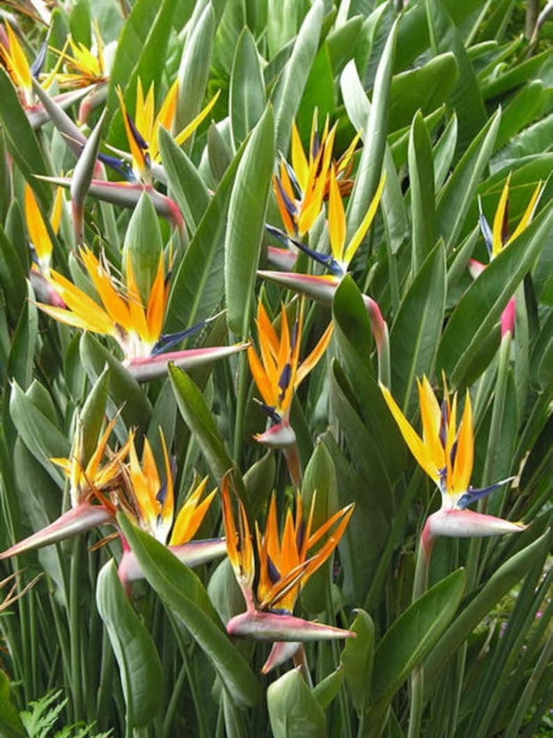 Strelitzia Nicolai 3 SEEDS OR Strelitzia Reginae 3 SEEDS ...