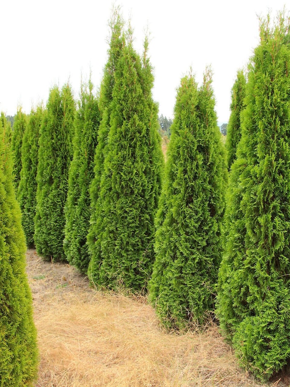 THUJA OCCIDENTALIS (25 Seeds) Northern White Cedar - Etsy Sweden