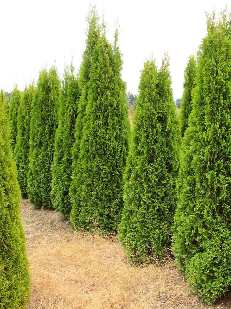 thuja ähnliche pflanzen Thuja occidentalis 'Smaragd' Konifere (Lebensbaum) | 150-175 cm Im Topf