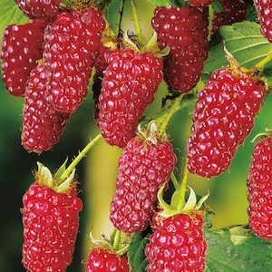 TAYBERRY (100 SEEDS)  Delicious, cross between a raspberry and a blackberry