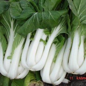 Puede incluir: Un manojo de bok choy blanco fresco con hojas verdes. El bok choy está dispuesto en una fila, con los tallos blancos mirando hacia la cámara.