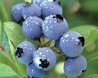 BILBERRY (100 seeds) VACCINIUM MYRTILLUS