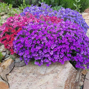 AUBRETIA NANA COMPACTA Mix (400 seeds) Perennial
