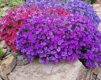 AUBRETIA NANA COMPACTA Mix (400 Samen) Staude