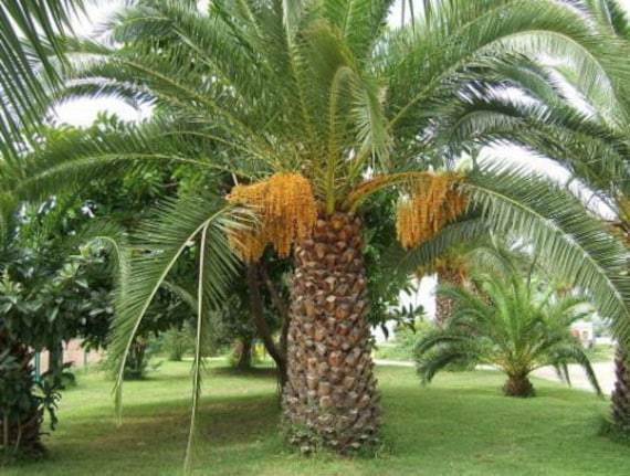 PHOENIX DACTYLIFERA - Date Palm (10 seeds)