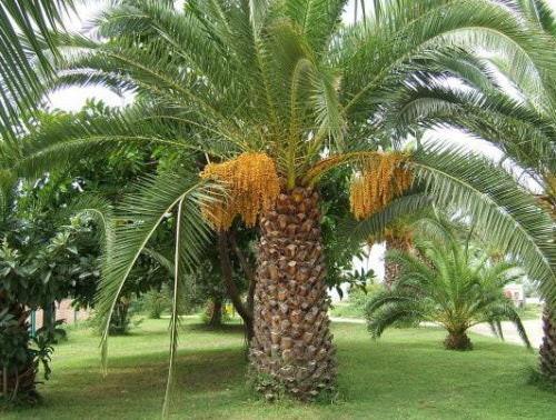 5 seeds Phoenix dactylifera 2 free..Sexual.Rare Date Palm Seeds.Bonsai Seeds 5 seeds Phoenix dactylifera 2 free..Sexual.Rare Date Palm Seeds.Bonsai Seeds