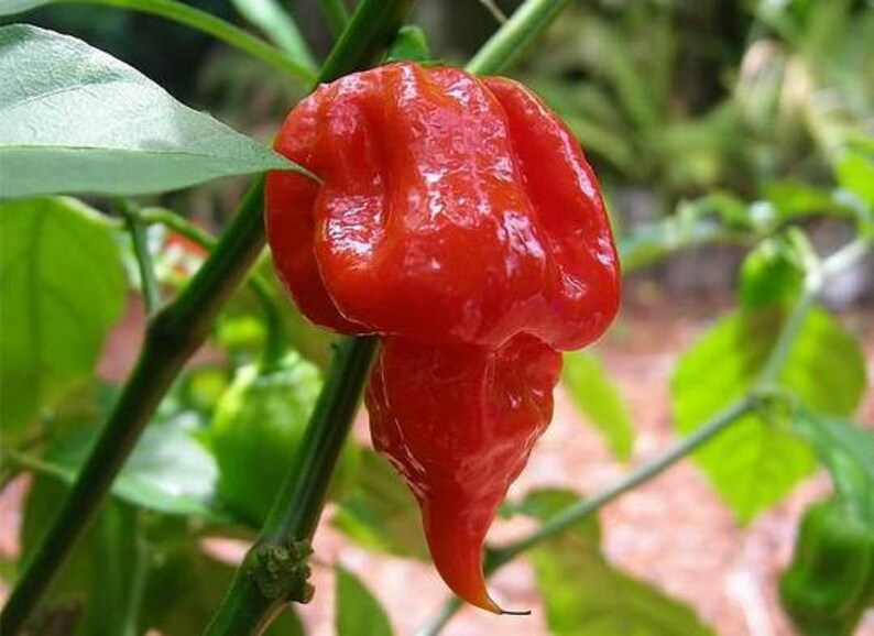 Hot Chilli Pepper Trinidad Moruga Scorpion Red 30 SEEDS OR Etsy