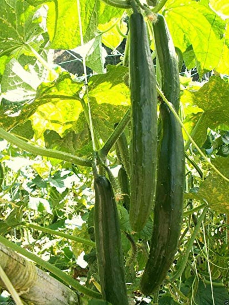 CUCUMBER JAPANESE Kyoto Kyuri 15 seeds HEIRLOOM Etsy