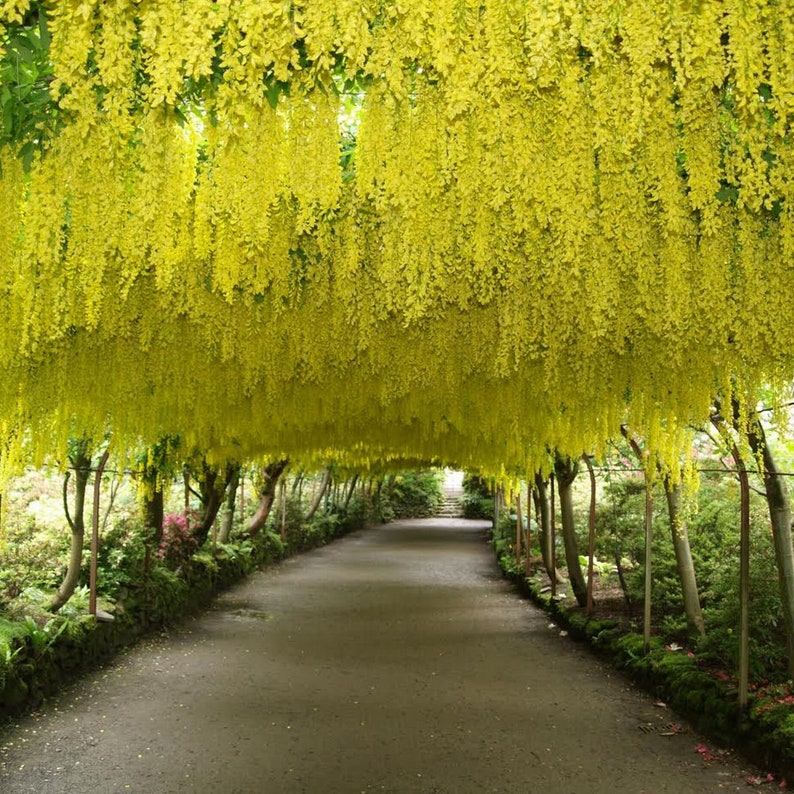 LABURNUM ANAGYROIDES 10 seeds Golden Rain image 1