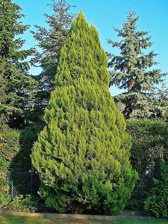 CIPRES DE LAWSON (50 seeds) Chamaecyparis lawsoniana