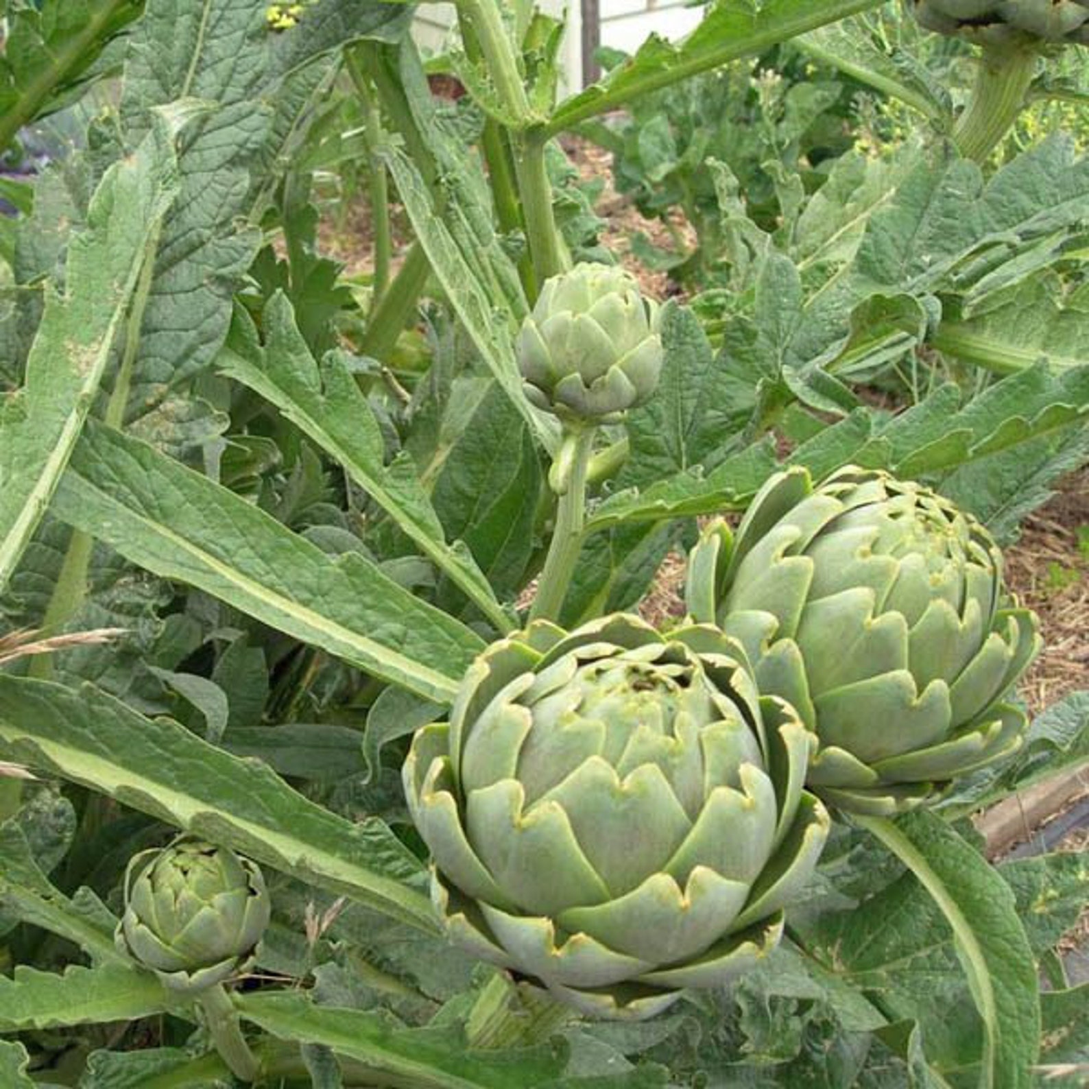 ARTICHOKE ITALIAN GREEN Globe 100 seeds Etsy