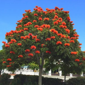 SPATHODEA CAMPANULATA (30 sementes) Tulipa Africana