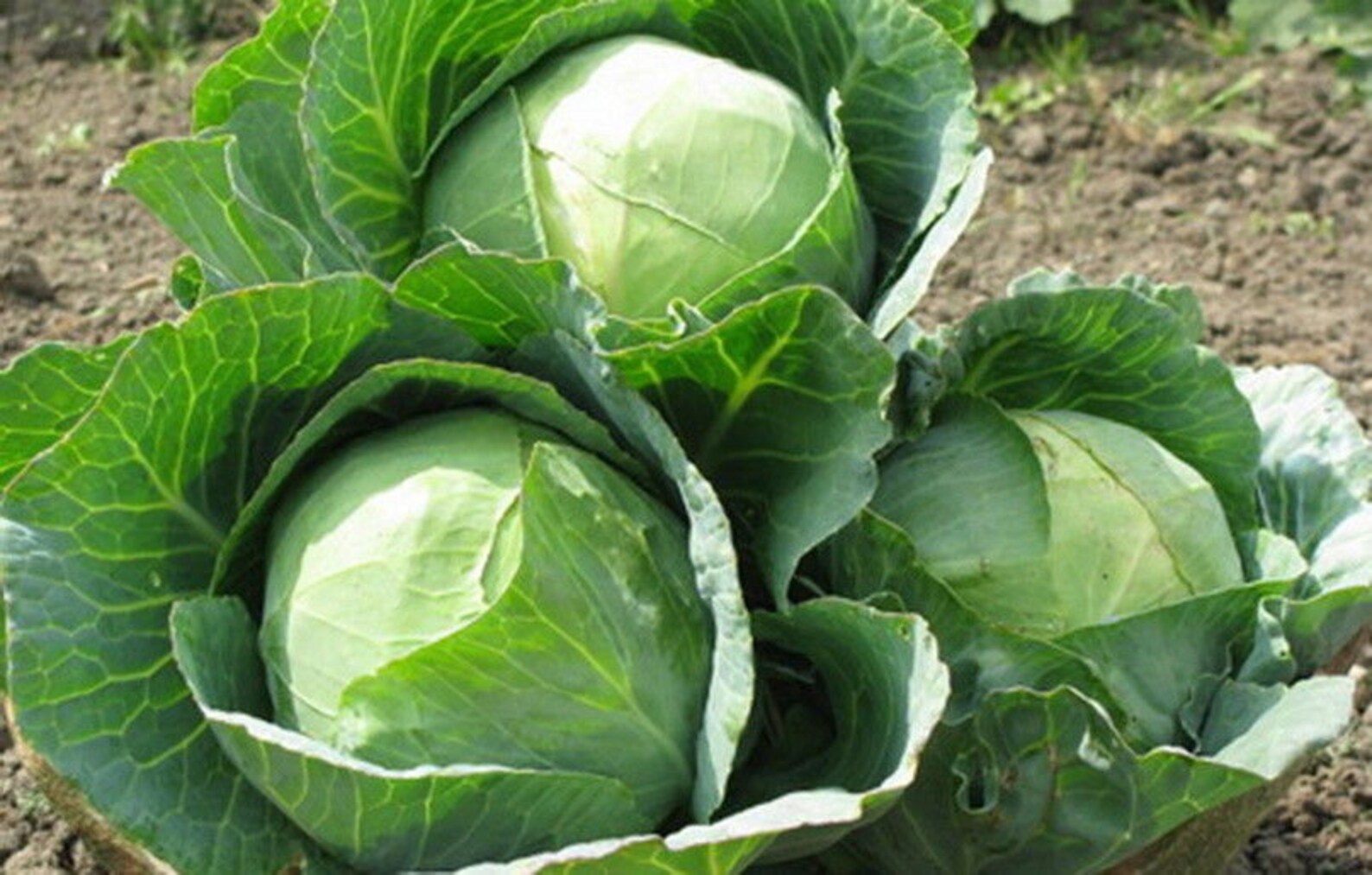 CABBAGE GREEN FUTOG Serbian Variety 2500 seeds 10gr. Etsy