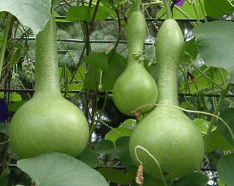 BOTTLE GOURD - Lagenaria siceraria (10 seeds)