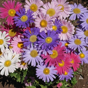 ASTER CHINA SINGLE Mix - Callistephus chinensis (500 seeds)