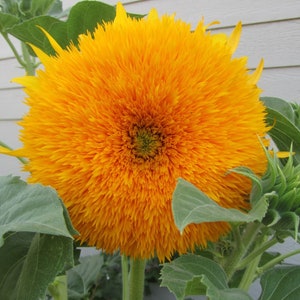 SUNFLOWER GIANT SUNGOLD - Helianthus annuus (150 seeds)
