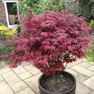 ACER PALMATUM ATROPURPUREUM Blood Leaf Japanese Maple 15 seeds image 1