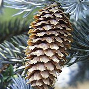 PICEA PUNGENS 25 seeds Colorado Blue Spruce image 4