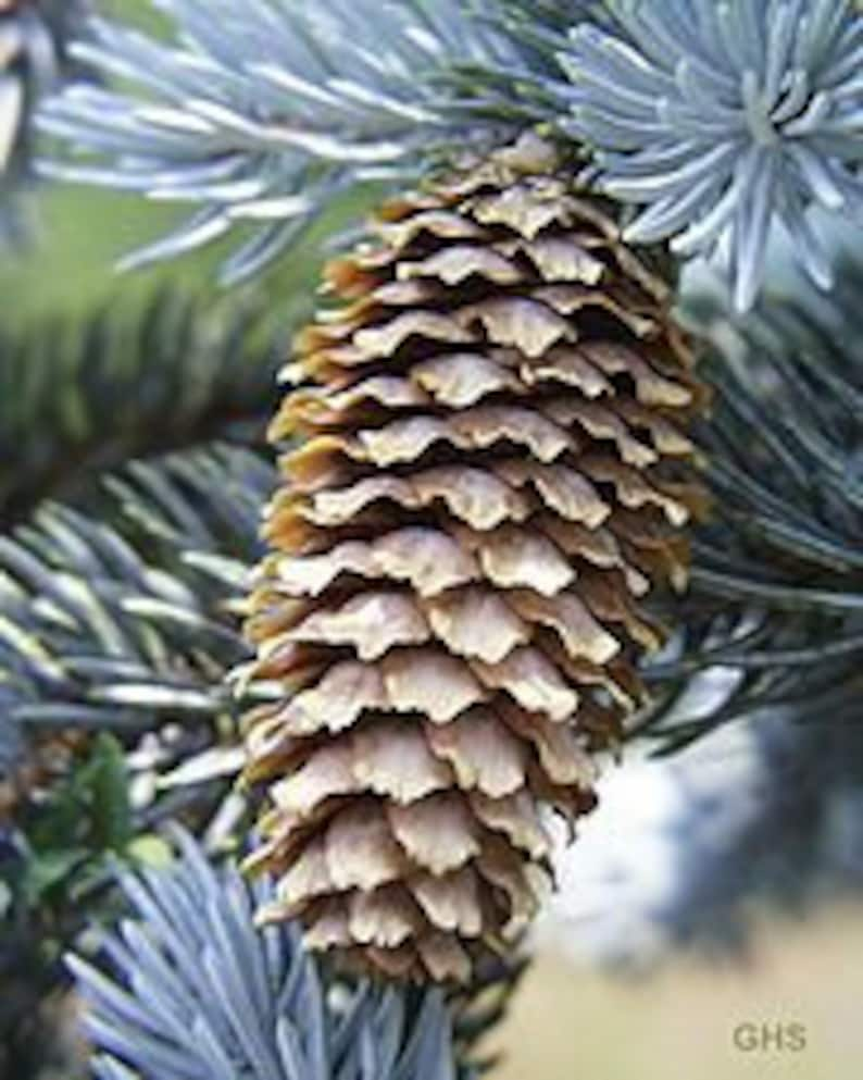 PICEA PUNGENS 25 seeds Colorado Blue Spruce image 4