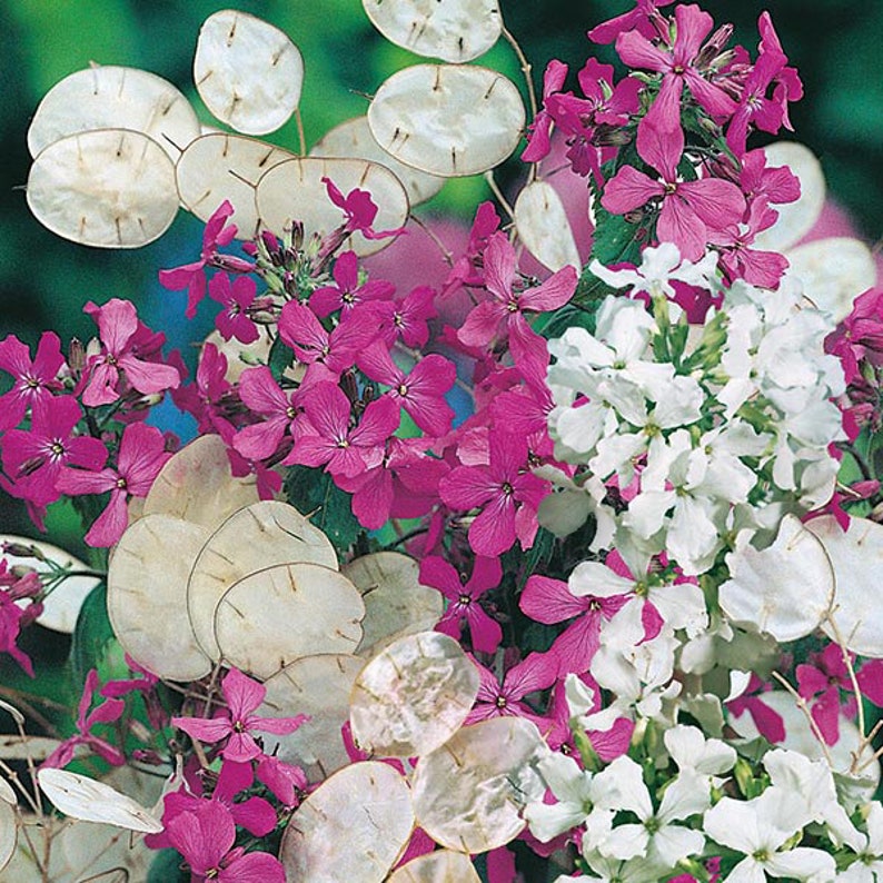 LUNARIA HONESTY Money Plant 100 seeds Etsy LUNARIA HONESTY Money Plant 100 seeds Etsy