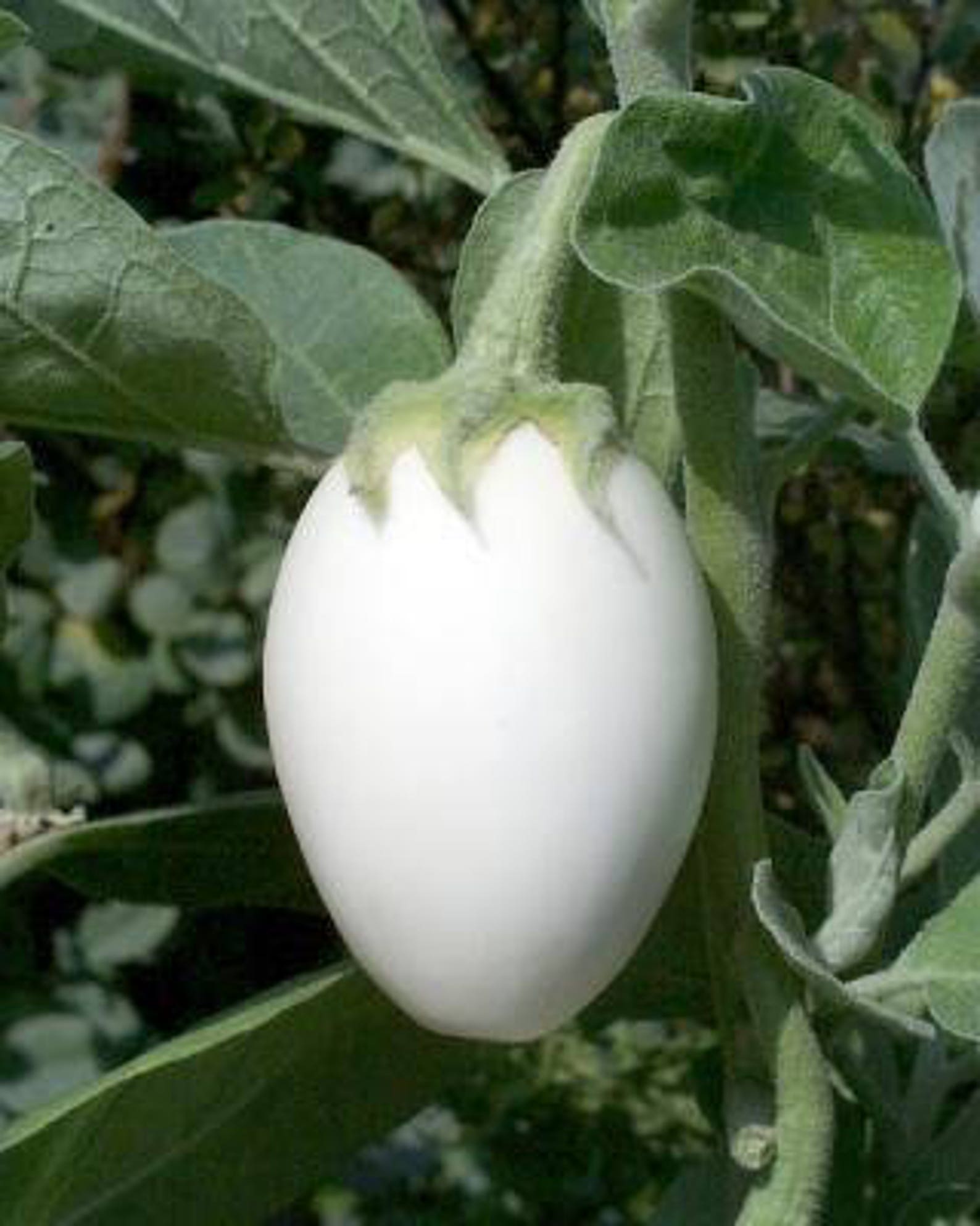 Eggplant SOLANUM MELONGENA Golden Egg 20 Seeds Etsy