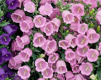 CAMPANULA MEDIUM MIX - Canterbury Bells (12.000 seeds) Perennial Flower