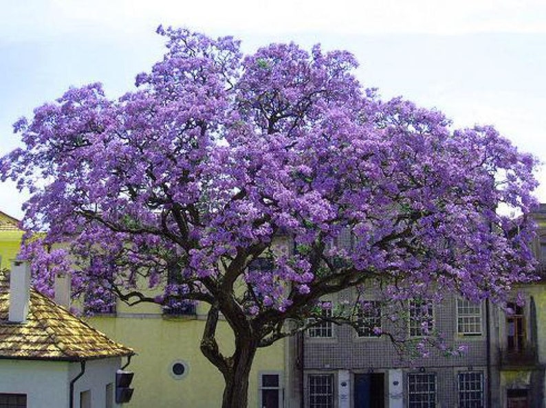 Paulownia ELONGATA oder SHAN TONG oder Tometosa 50 Samen Bild 2