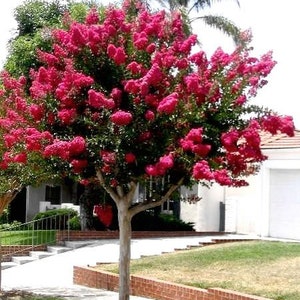 LAGERSTROEMIA INDICA (25 seeds) Crape Myrtle
