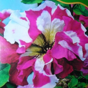 PETUNIA HYBRIDA SUPERBISSIMA Mix (1500 Samen) Die größten Petunienblüten!!