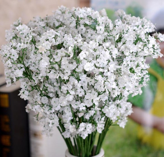 Gypsophila Paniculata Florecica, La Flor Cortada En Casa