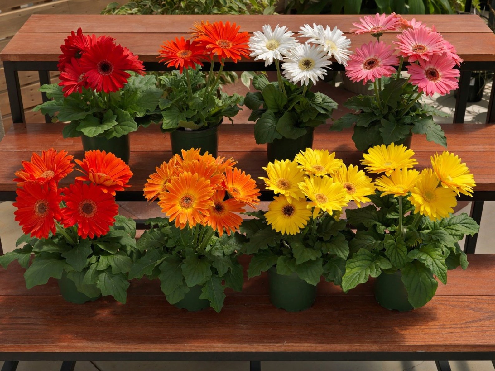 GERBERA JAMESONII MIX African Daisy 30 seeds Perennial Etsy