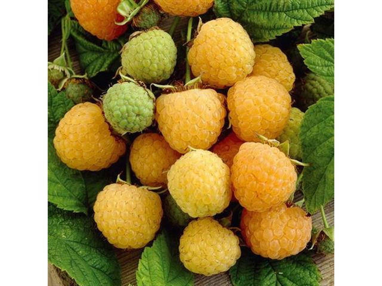 Малина Золотые Купола Купить