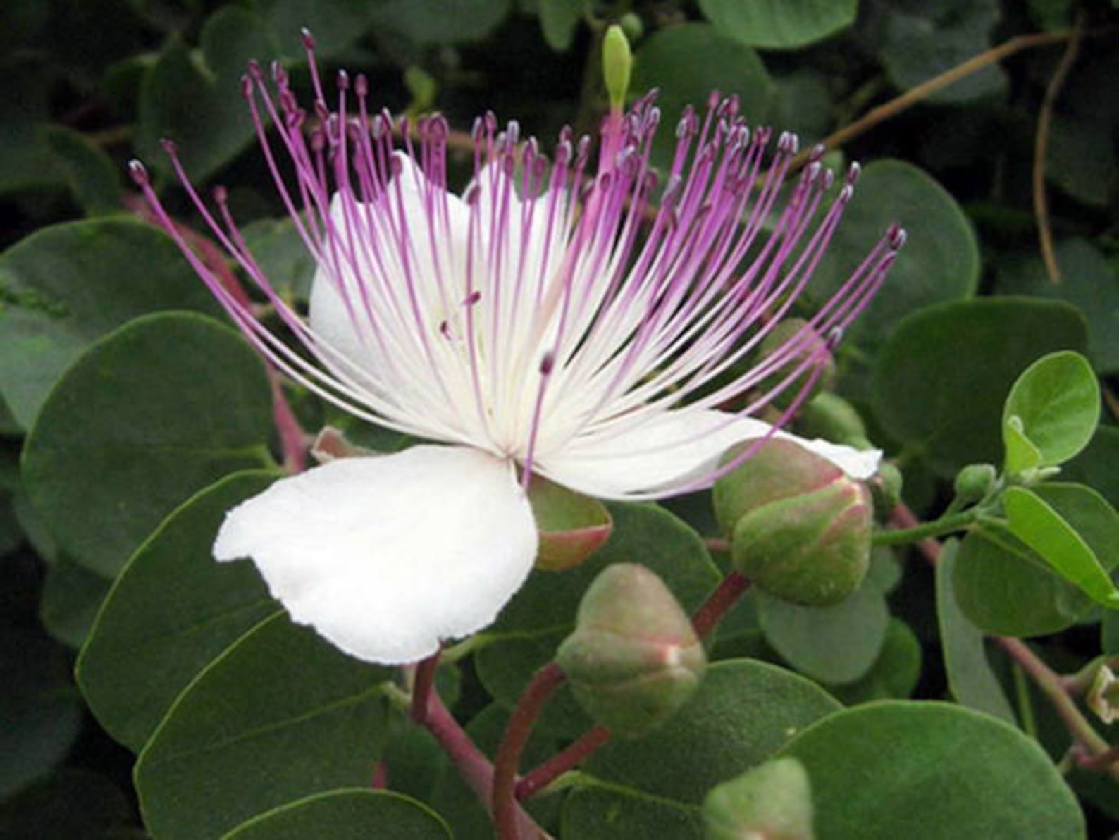 CAPPARIS SPINOSA Caper Bush 80 Seeds Perennial Herb Etsy