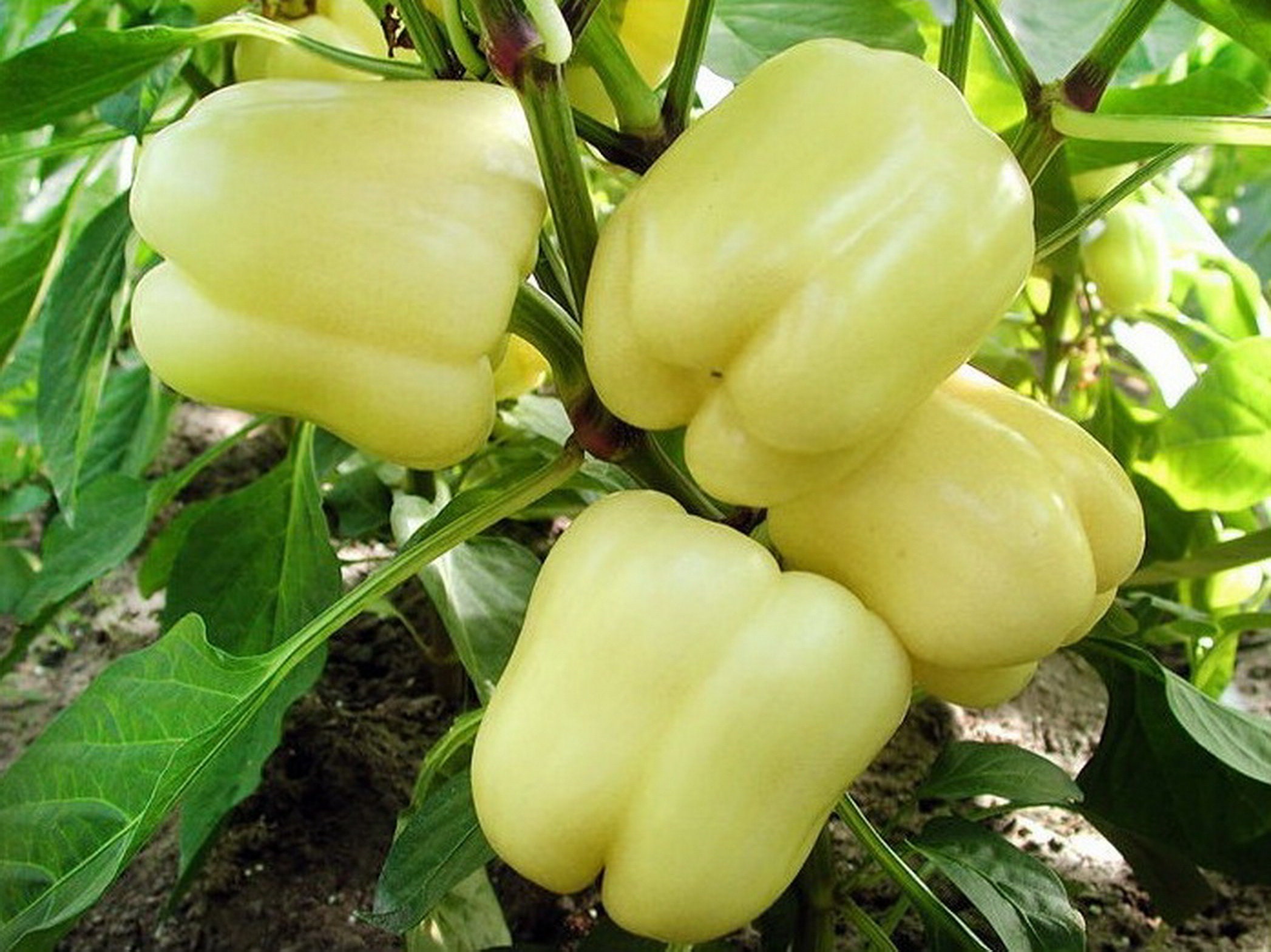SWEET PEPPER SOROKSARI 200 Seeds Hungarian Variety Etsy Canada