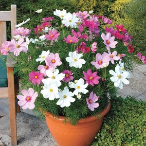 COSMOS BIPINNATUS DWARF Mix (230 seeds)