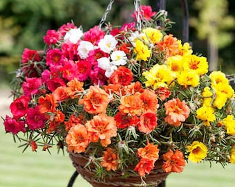 PORTULACA GRANDIFLORA MIX (10.000 seeds) Moss Rose Double Mix